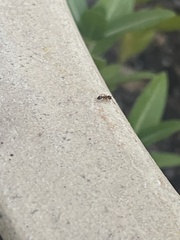 Tetramorium bicarinatum