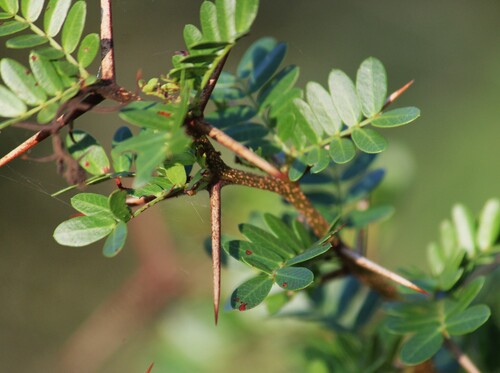 Blackbrush Acacia