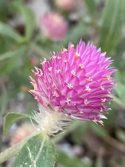 Gomphrena globosa