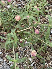Gomphrena globosa