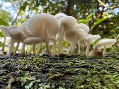 Mycena galericulata