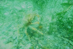 Leptomithrax gaimardii