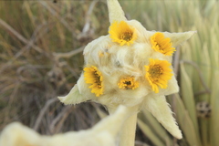 Espeletia congestiflora