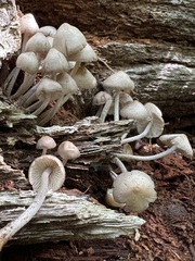 Mycena galericulata