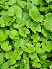 Petasites pyrenaicus