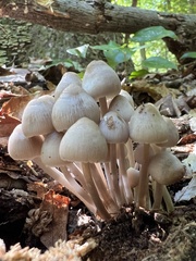Mycena galericulata