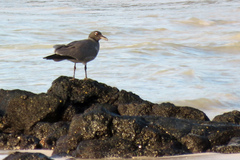 Leucophaeus fuliginosus