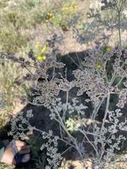 Eriogonum annuum