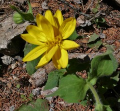 Arnica cordifolia