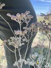 Eriogonum annuum