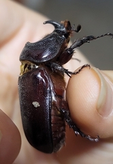 Oryctes monoceros