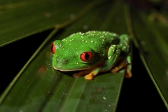 Agalychnis taylori