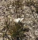 Parnassius smintheus