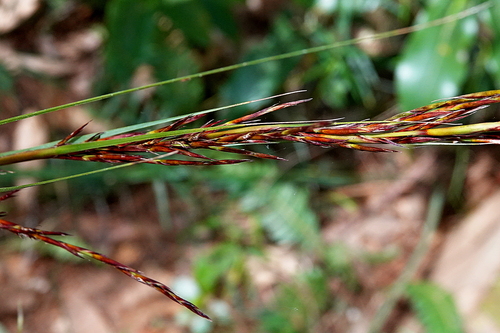 Image of Gahnia melanocarpa by (c) Max Campbell, some rights reserved (CC BY)