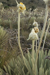 Espeletia congestiflora