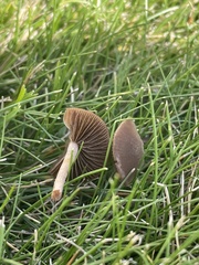 Marasmius oreades
