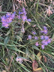 Symphyotrichum oolentangiense
