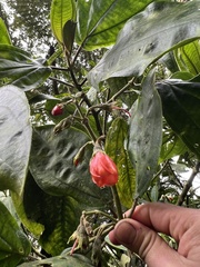 Meriania