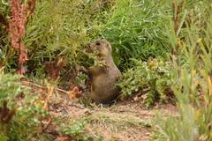 Cynomys gunnisoni