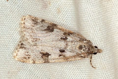 Scoparia normalis