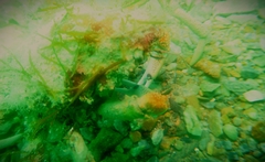 Leptomithrax gaimardii