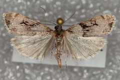 Scoparia normalis