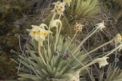 Espeletia congestiflora
