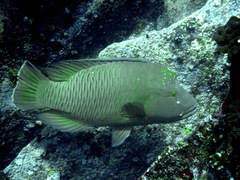 Napoleon wrasse