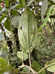Meriania