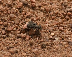 Cicindela oregona
