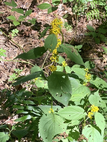 Solidago flexicaulis