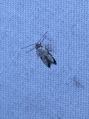 Taygete attributella