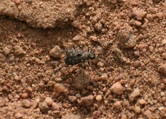 Cicindela oregona