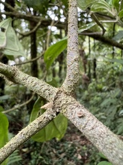 Meriania