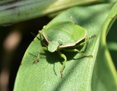 Chlorochroa persimilis