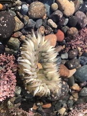 Anthopleura