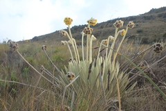 Espeletia congestiflora