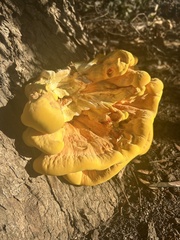 Laetiporus