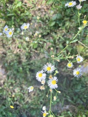 Erigeron