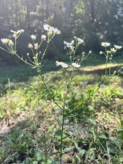 Erigeron