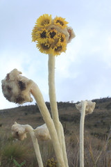 Espeletia congestiflora