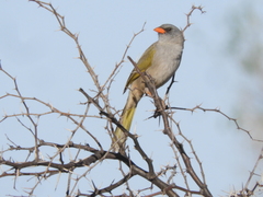 Embernagra platensis