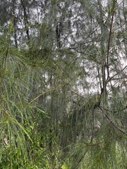 Casuarina equisetifolia