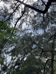 Casuarina equisetifolia