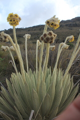 Espeletia congestiflora