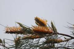 Grevillea pteridifolia