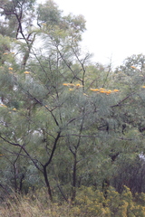 Grevillea pteridifolia