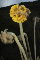 Espeletia congestiflora