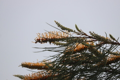 Grevillea pteridifolia