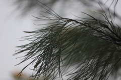 Grevillea pteridifolia